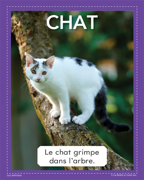 Animaux-Chat
