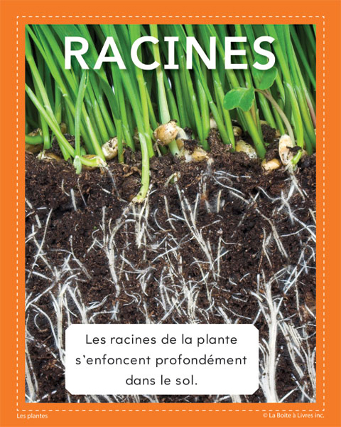 Plantes-Racines